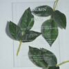 A transparent, rectangular acrylic wedding invitation is laid flat over several green leaves on a white surface. The invitation features clean, white serif text that appears to float above the organic textures of the foliage.
