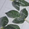 A transparent, rectangular acrylic wedding invitation is laid flat over several green leaves on a white surface. The invitation features clean, white serif text that appears to float above the organic textures of the foliage.