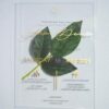 A transparent acrylic wedding invitation is displayed at an angle, leaning against a bouquet of soft green leaves resting over the top left corner.The invitation features elegant gold text.